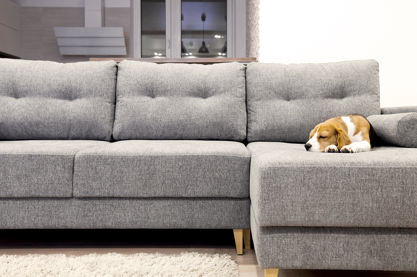 A grey sofa with a beagle puppy sleeping on it.